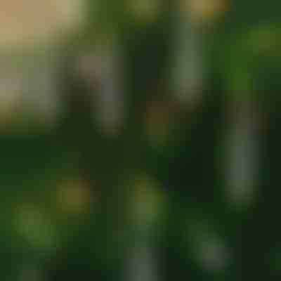 Láng nélküli pislákoló gyertyák (6 db) | CANDLEA